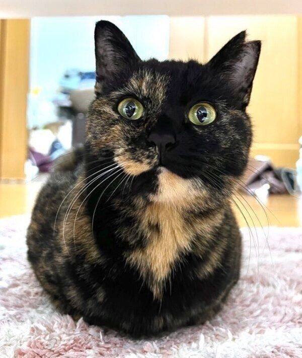 飼い主さんを見つめるくるみちゃん