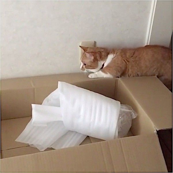 押し出されるニャンコ