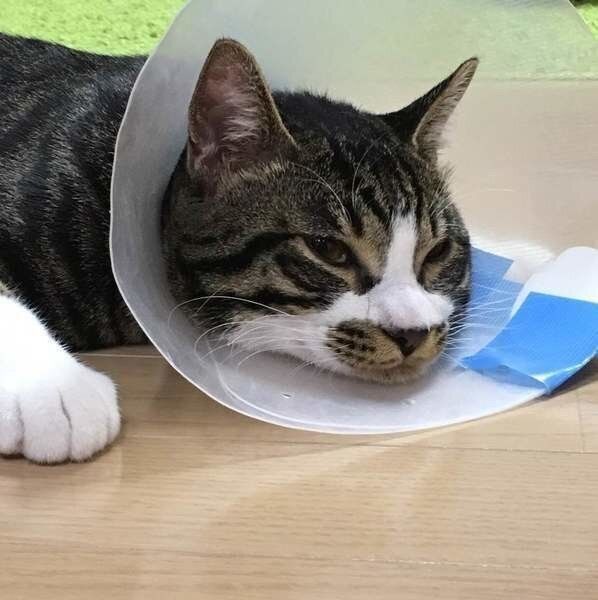 エリザベスカラーをつけた猫