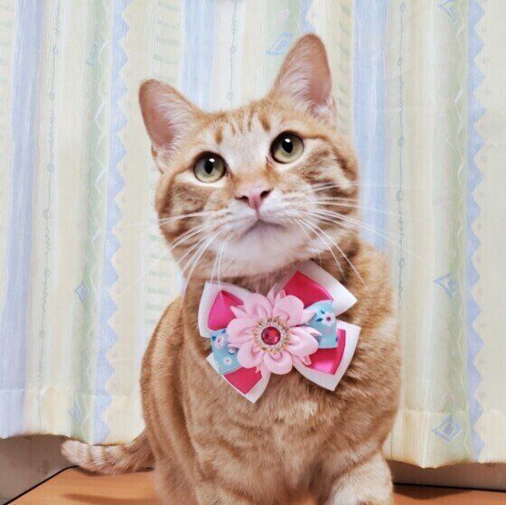 かわいいチョーカーをつけた茶トラ