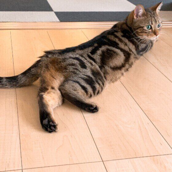 うつ伏せで寝転がる猫（アメリカンショートヘア、オス）