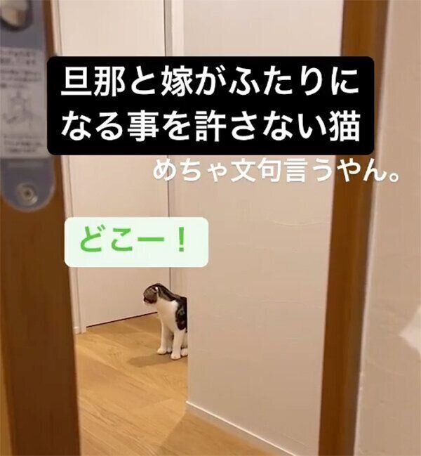 飼い主さん夫婦を探すこたろうくん