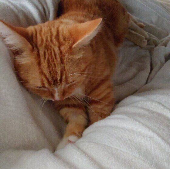 フミフミするマンチカン