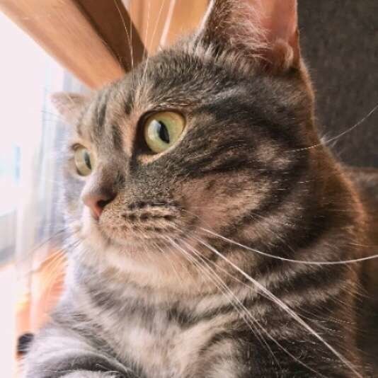 アメリカンショートヘアのクッキーちゃん