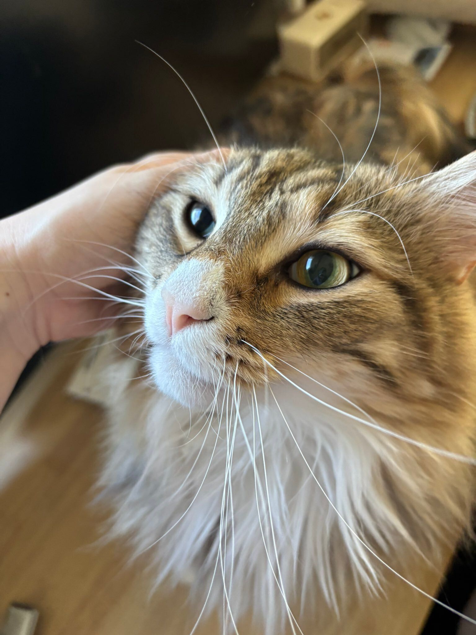 撫でられているノルウェージャンフォレストキャット