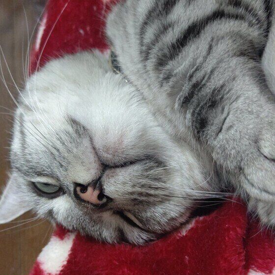 寝起きのマンチカン