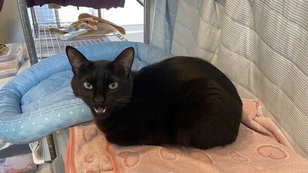 鳴くトニーくん