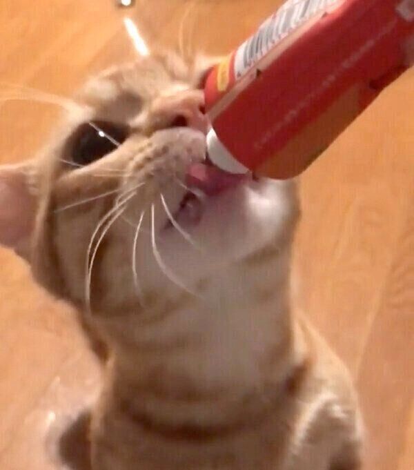 ちゅ〜るにかぶりつくうにちゃん