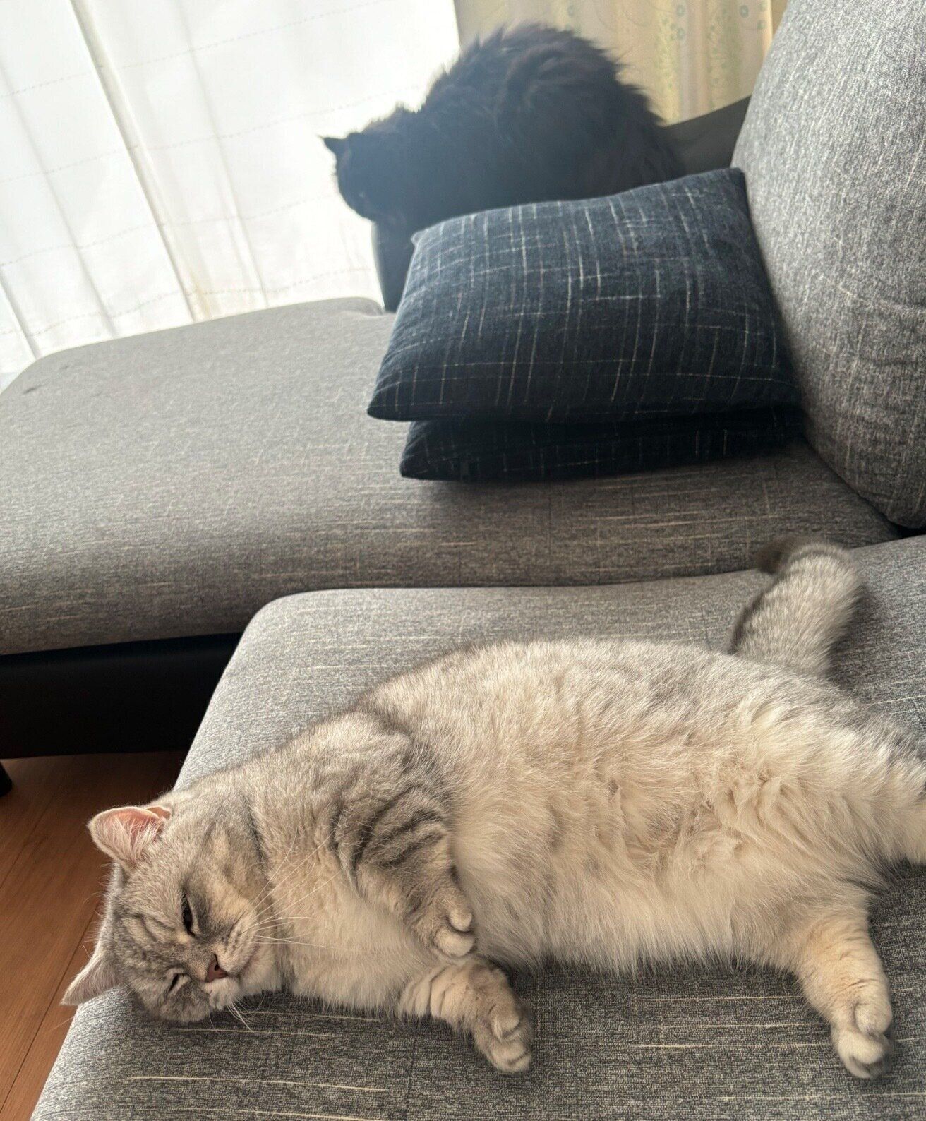 まったりするだいふくくん、おはぎちゃん