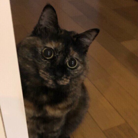 サビMIXのポンちゃん