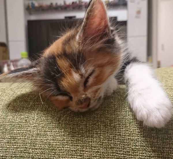 すごい体勢で寝る猫