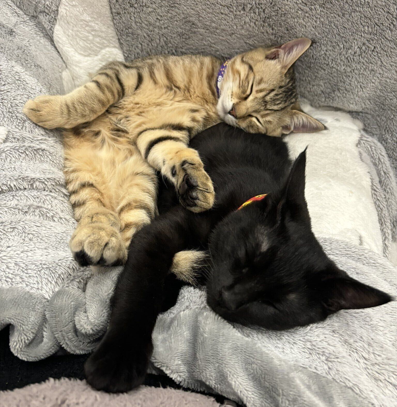 仲良く寄り添って眠るブランくん、ノワールくん