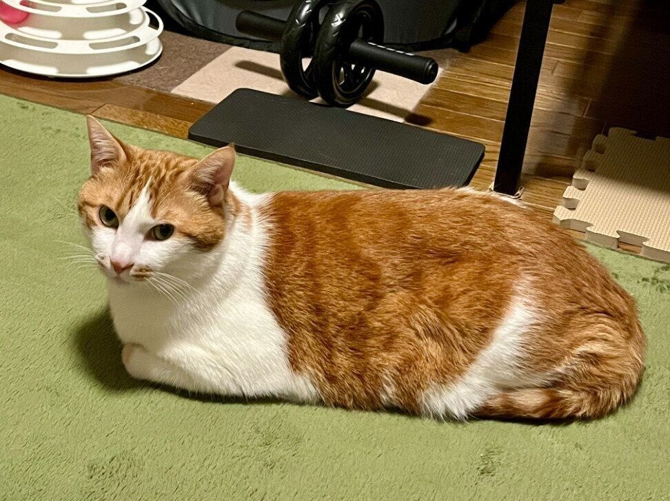 香箱座りをする猫