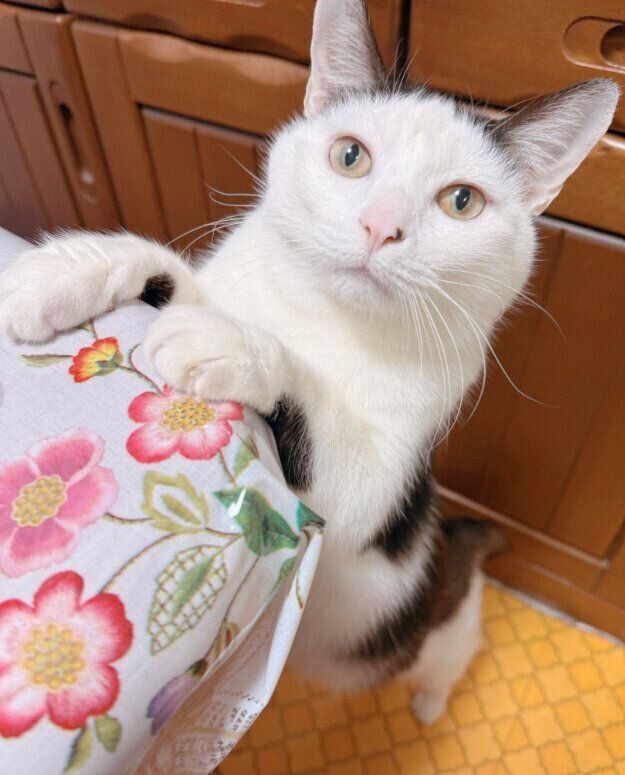 テーブルに前足をかける猫