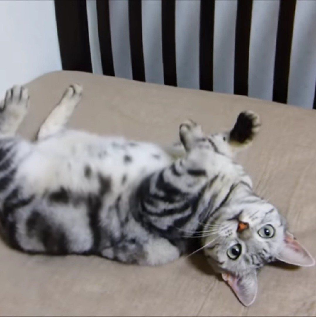 お誘い中のあめちゃん