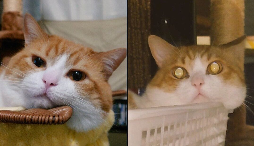 表情の差がスゴいおちゃまるくん