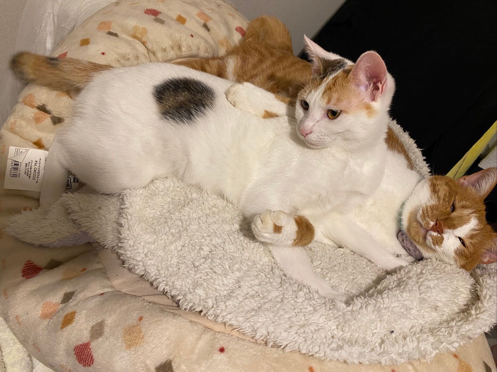 寝転がるみかんちゃんにピッタリくっつくみっけちゃん