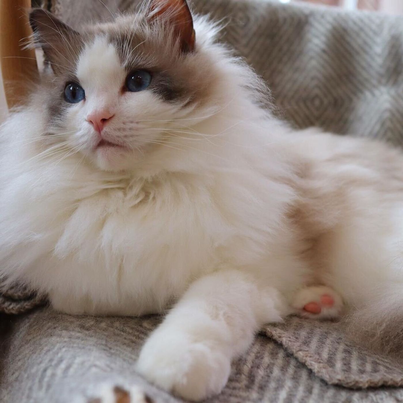 まるでぬいぐるみのような もこもこ 猫種3 ねこのきもちweb Magazine まるでぬいぐるみのような もこもこ 猫種3 ねこのきもちweb Magazine