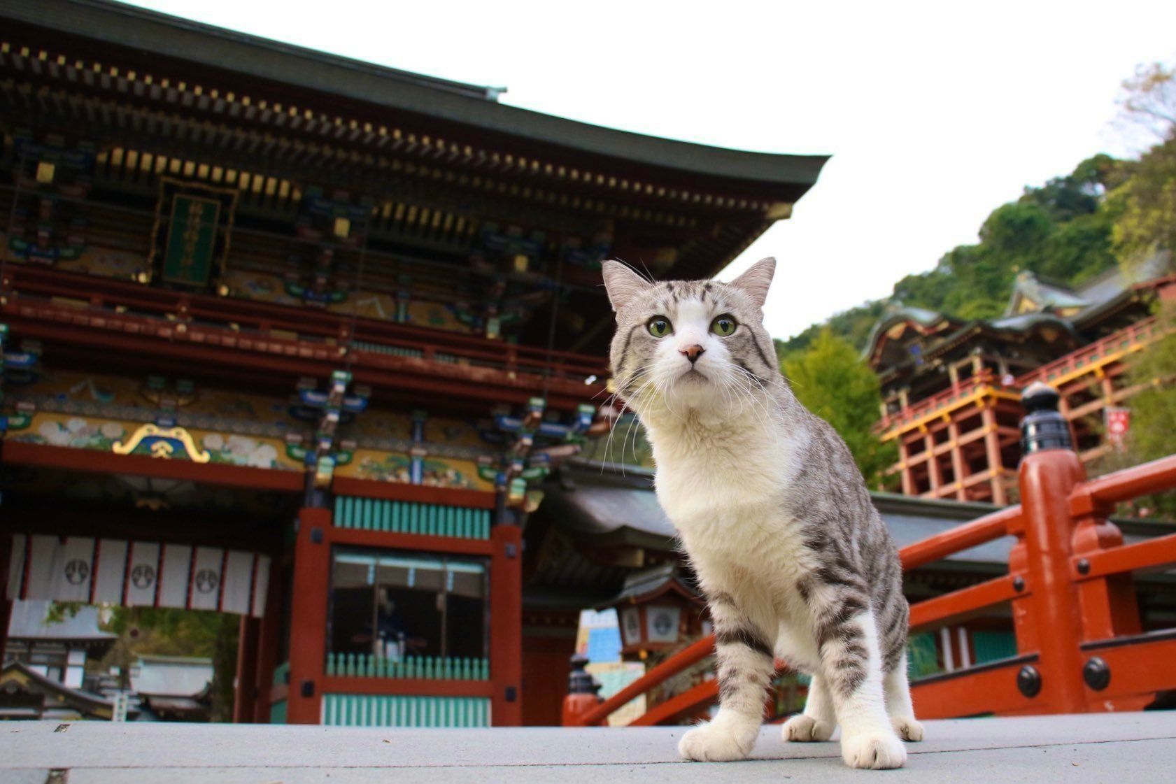 祐徳稲荷神社でポーズを決めるニャン吉