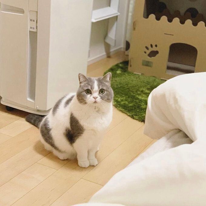 成長後のゆずちゃん　飼い主さんによると、賢さゆえに「悪知恵も働く」のだとか