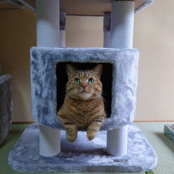 マンチカンももちゃん