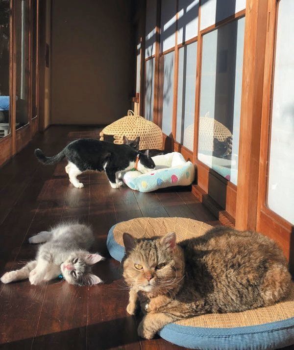 猫のひなたぼっこ