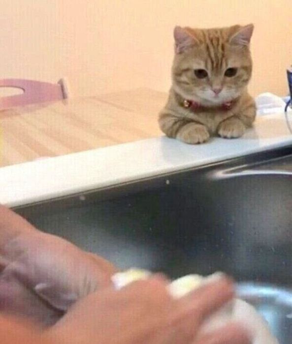 洗い物中の飼い主さんのことを見つめるぷてぃこちゃん