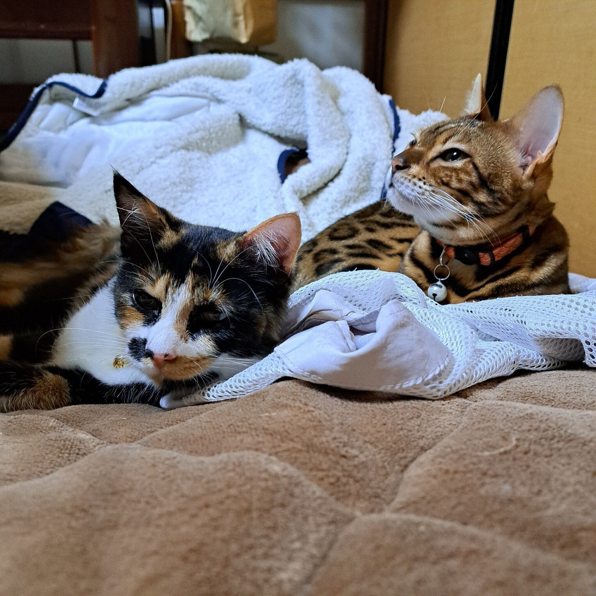 先住猫のロナちゃんと一緒に