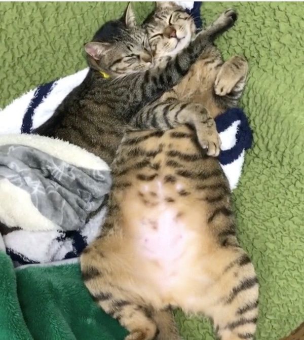 見ると元気になれる猫