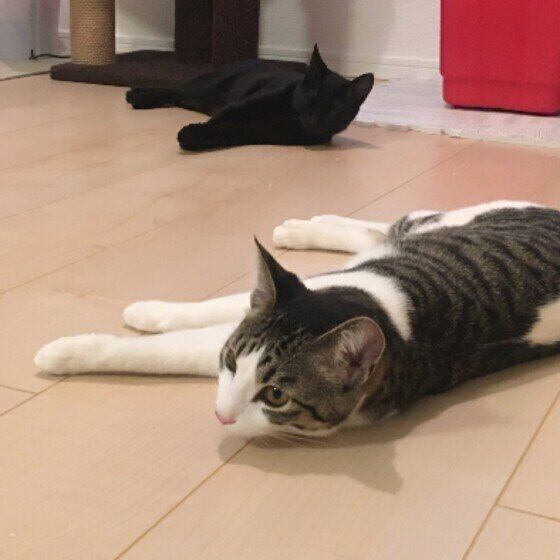 MIXサバトラのきなこちゃん