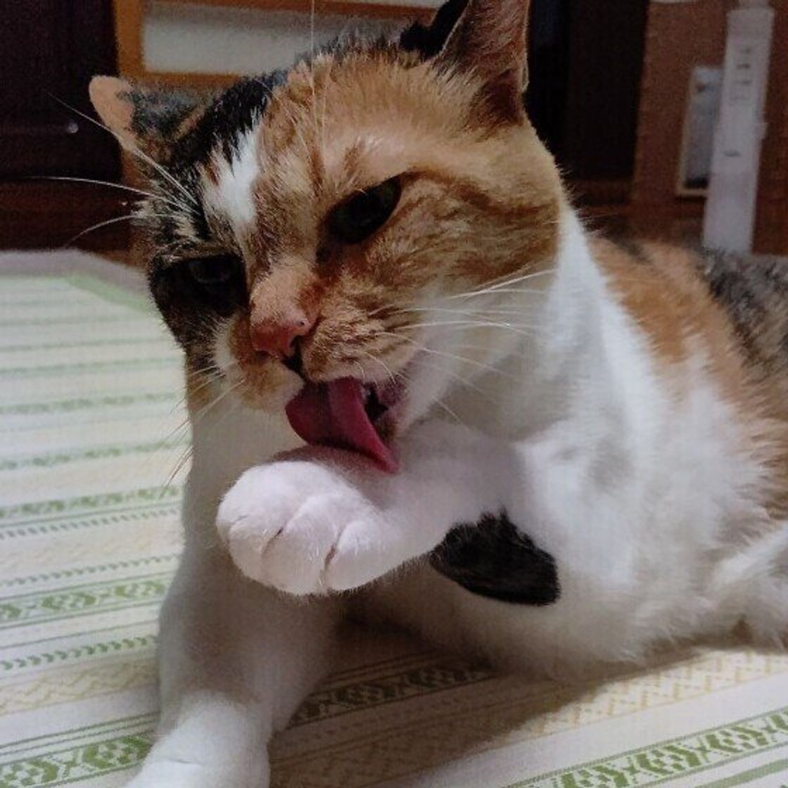 猫が食後に 顔を洗う 理由は 顔を洗う猫たちのかわいい写真も ねこのきもちweb Magazine 猫が食後に 顔を洗う 理由は 顔を洗う猫たちのかわいい写真も ねこのきもちweb Magazine