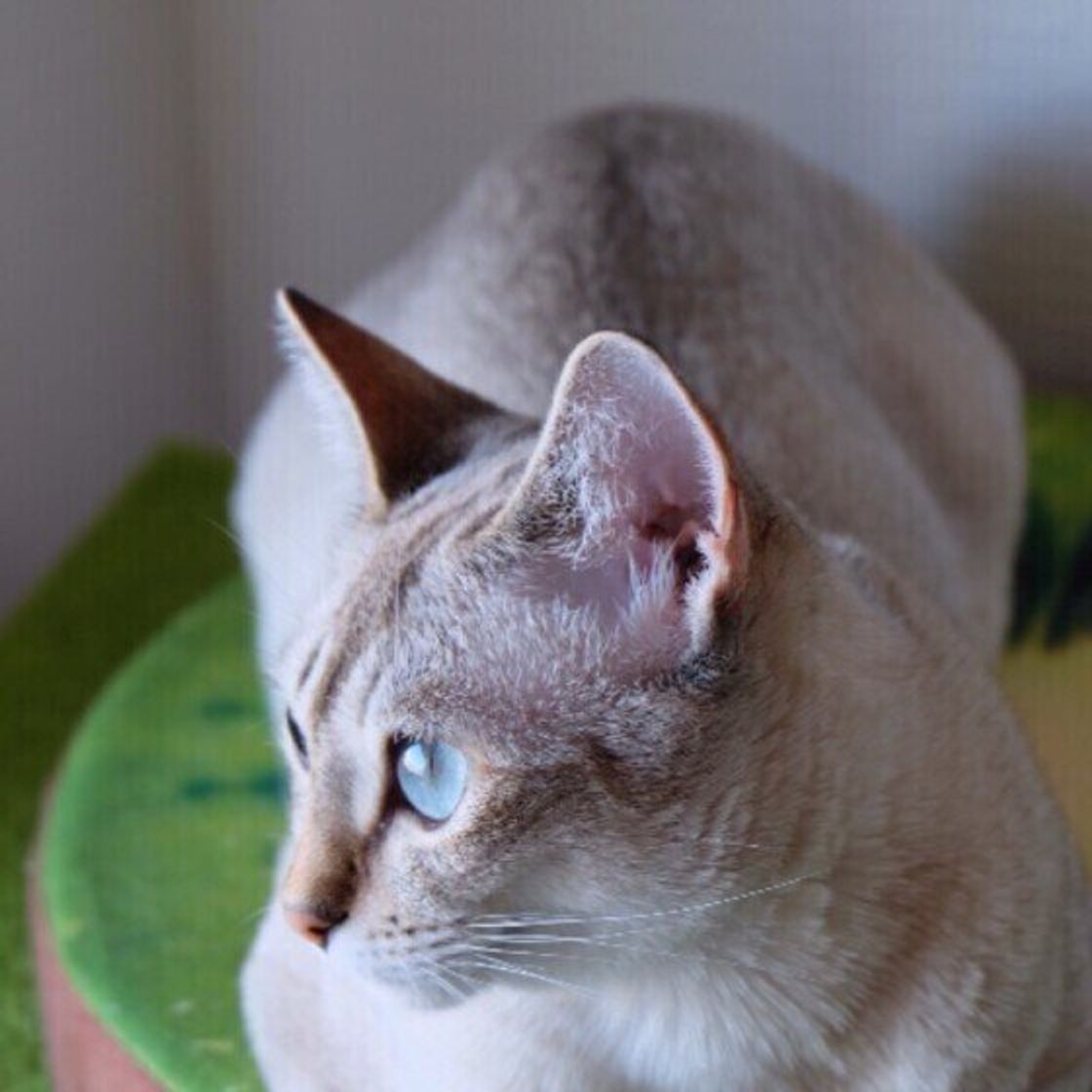 猫がお尻をトントンされるのが好きな理由と撫で方のコツ ねこのきもちweb Magazine 猫がお尻をトントンされるのが好きな理由と撫で方のコツ ねこのきもちweb Magazine