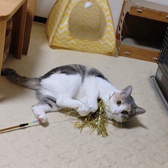 MIXミケのももちゃん