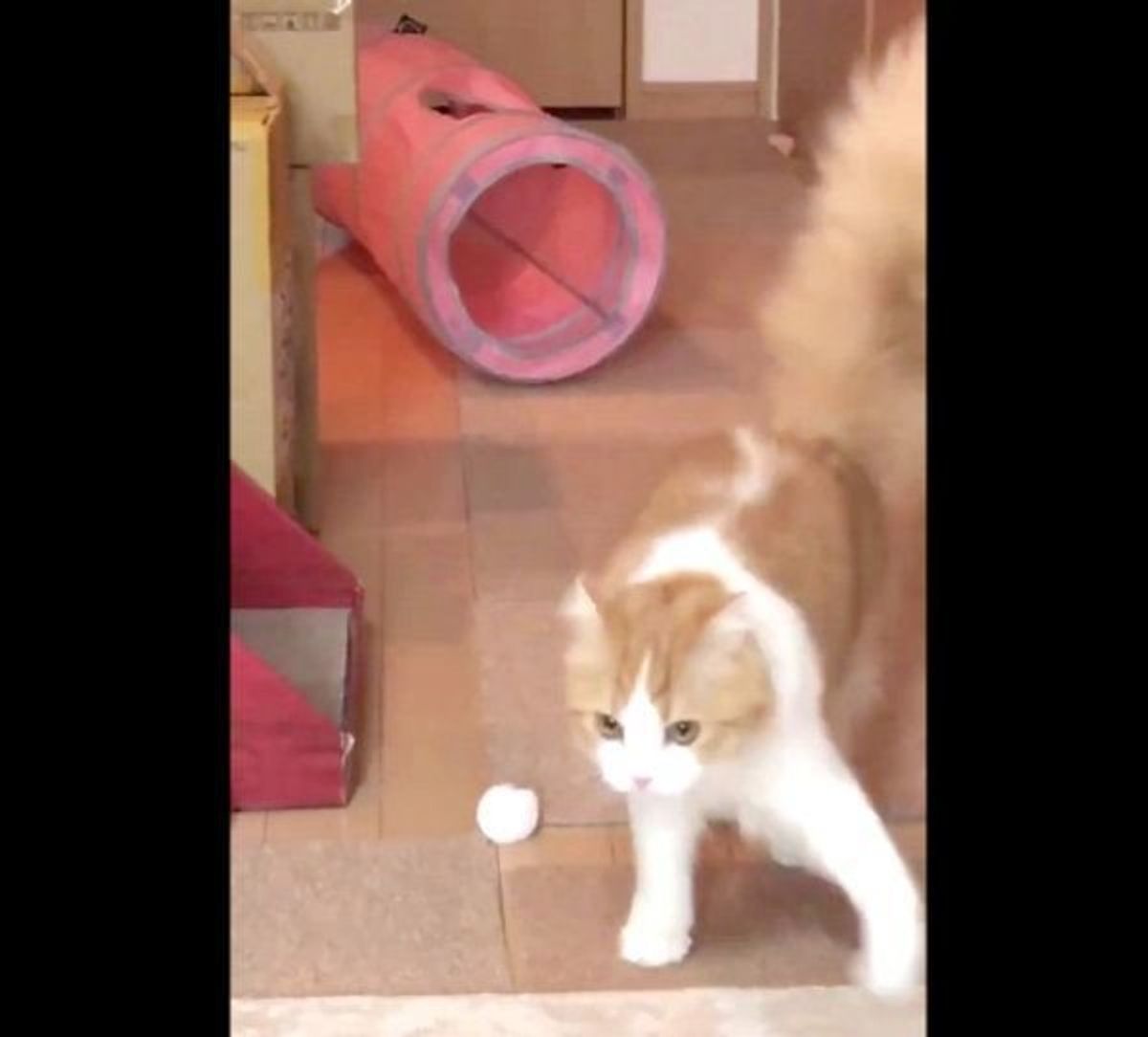 猫の大運動会の予兆 チンピラ歩きでオラつく猫の姿が衝撃的すぎる ねこのきもちweb Magazine 猫の大運動会の予兆 チンピラ歩きでオラつく猫の姿が衝撃的すぎる ねこのきもちweb Magazine