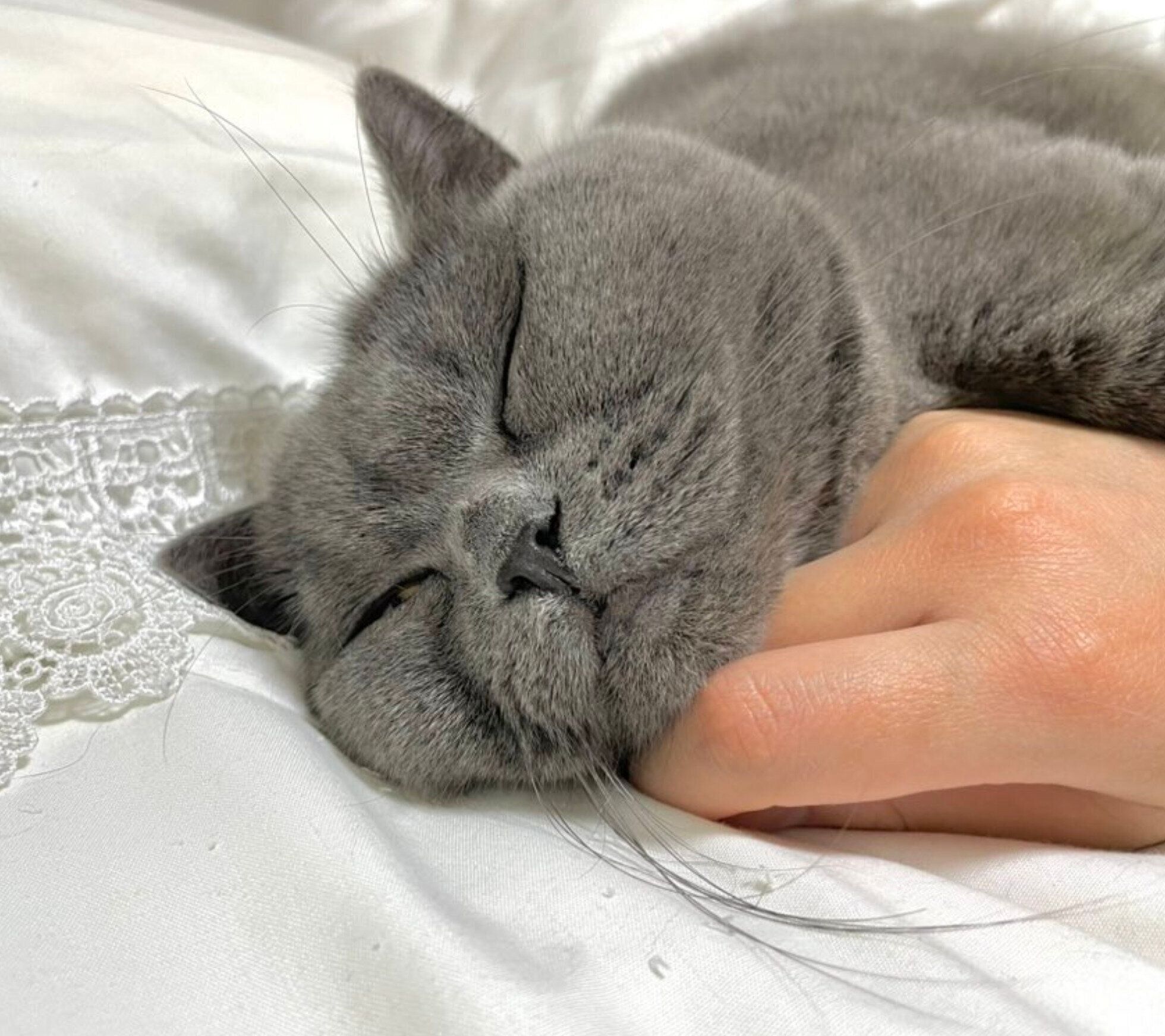 飼い主さんの手をあご置きにするかんぱちちゃん