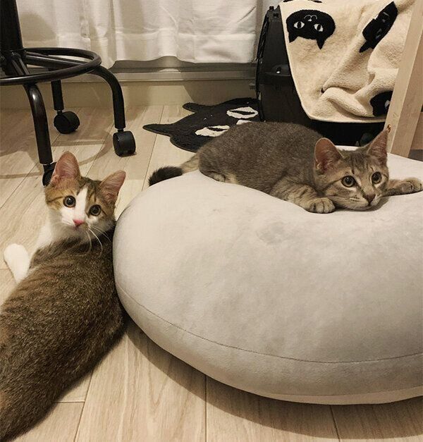 くつろぐ虎太郎くんとドラちゃん