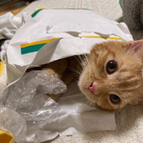 MIX茶トラの二太くん