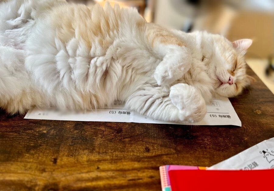 宿題の上で眠るいなりくん