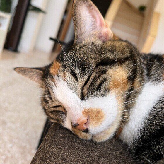 Mix（ミケ）のムギちゃん♪