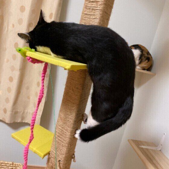 白黒猫のこんぶごはんちゃん