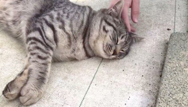 頭をナデてもらうコタローくん