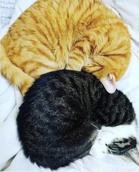 黒×茶色のアンモニャイト