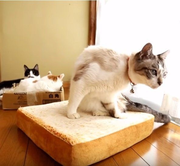 食パンクッションと猫