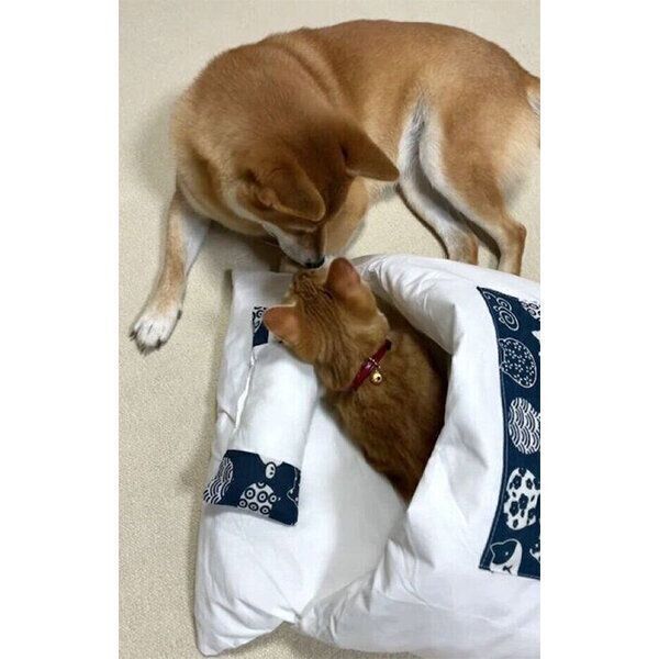 子猫のりんくんを寝かしつける犬のぷくちゃん