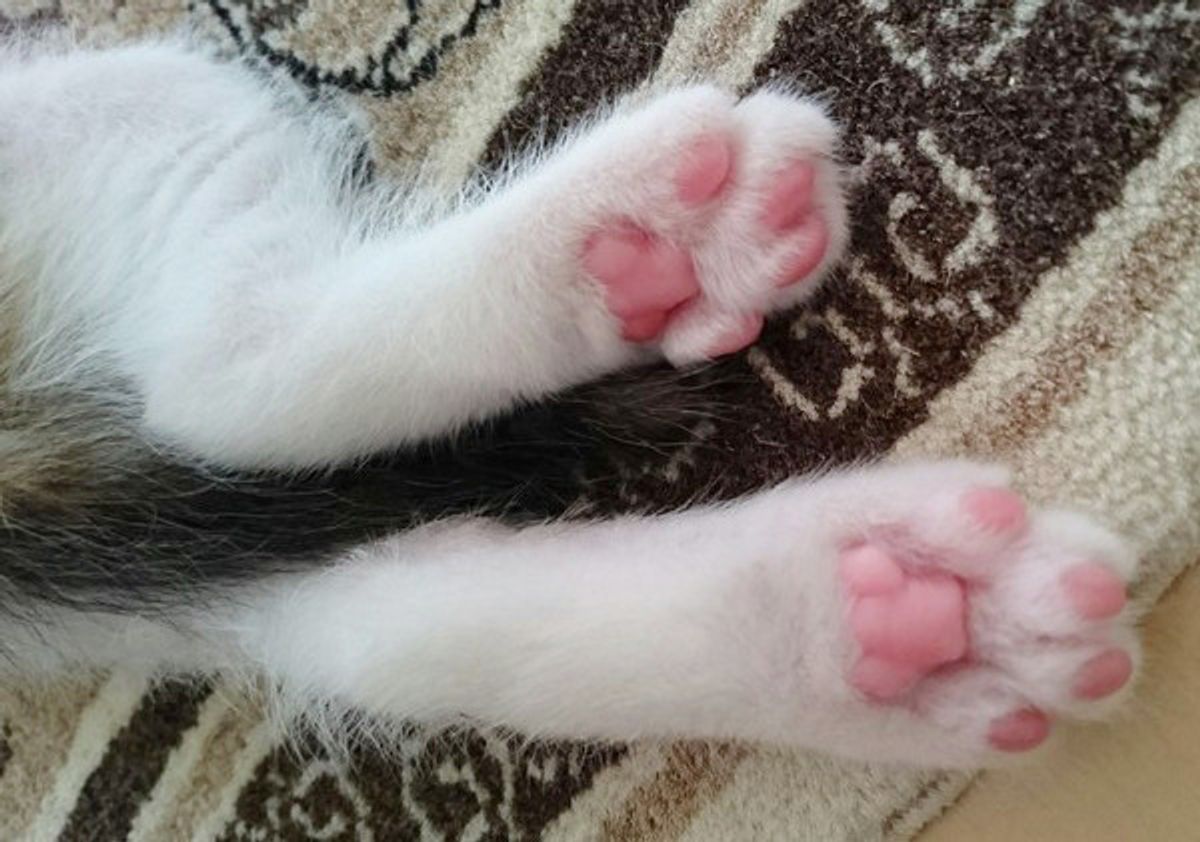 色彩心理学でわかる 猫の ピンク色 に秘められた3大パワーとは ねこのきもちweb Magazine 色彩心理学でわかる 猫の ピンク色 に秘められた3大パワーとは ねこのきもちweb Magazine