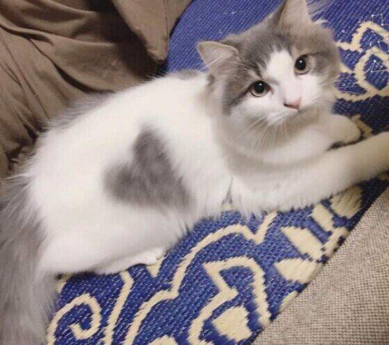 寝そべるスコティッシュフォールド・ロングヘア