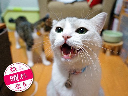 ねこのきもちweb