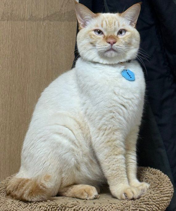 「モフモフな体やまんまるおめめがチャームポイント」だというバムくん