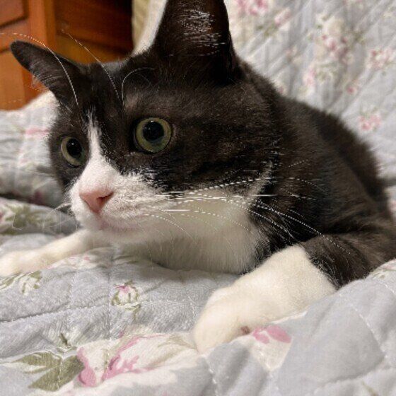 Mix（黒×白）のテッタくん♪