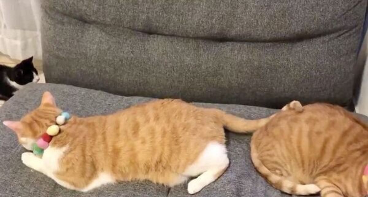 ピタゴラスイッチみたい ジャストフィットする子猫に爆笑の声 ねこのきもちweb Magazine ピタゴラスイッチみたい ジャストフィットする子猫に爆笑の声 ねこのきもちweb Magazine